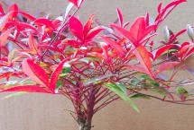 形态特征，是常绿小灌木