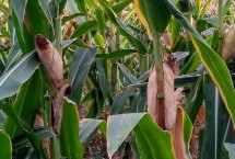 和育313玉米栽培技术要点，普通玉米品种