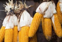 苏香糯1875玉米栽培技术要点，苗期防治地老虎