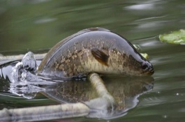 黑鱼脏不脏，大部分只能长到2-3kg