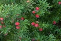 红豆杉的品种，本身有毒不可直接食用