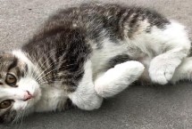 猫咪发烧有哪些症状，一般是由于体内的各种病原体感染所致