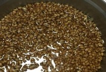小麦种子具有向光性吗，浸种可以促进出苗