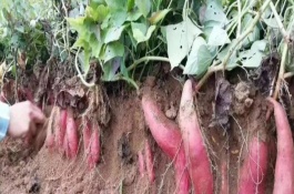 红薯种植所需肥料，种植期间要控制好肥料的供给量