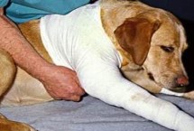 狗狗受伤多久能洗澡，及时对伤口进行消毒并包扎