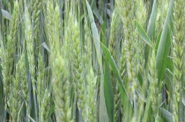 徐麦189小麦栽培技术要点，为中筋品种