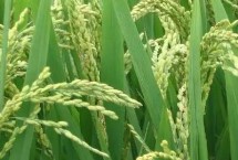 川康优618水稻栽培技术要点，每亩有效穗数17.1万穗