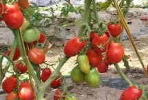 太空番茄是怎样培育出来的，是通过太空育种培育出来的