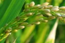 泰两优粤标5号水稻栽培技术要点，6月25-30日播种
