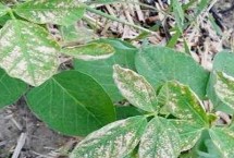 黄豆的种植技术，可追施肥料促进植株恢复生长