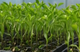 秋延后蔬菜育苗的注意事项，及时分苗间苗可让秧苗更粗壮