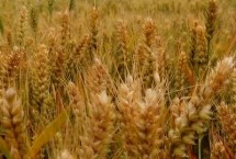 新植610小麦栽培技术要点，适宜播种期10月上中旬