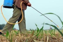 玉米除草剂打多了还能恢复吗，在每天傍晚的时候进行喷药为佳