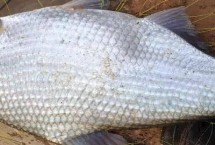 鳊鱼的生活习性，玉米对鳊鱼具有较强的诱惑力