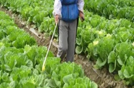 设施蔬菜田间日常管理技术，应合理选用除草剂