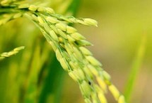 C两优晶丝苗水稻栽培技术要点，籼型两系杂交水稻品种