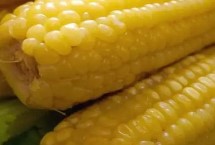 S6533玉米栽培技术要点，中抗茎腐病