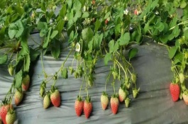 大棚草莓怎么管理，头年利润大约为17000元左右