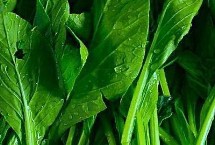 中耕培土，寒流过后要及时查苗