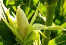 先玉1811玉米栽培技术要点，种植密度5000株/亩