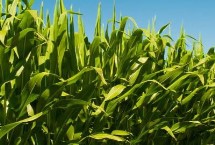 天玉1619玉米栽培技术要点，防治地下害虫