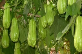 形态特征，原产于墨西哥、中美洲和西印度群岛