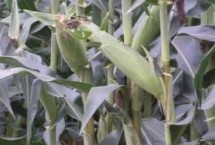 硕秋805玉米栽培技术要点，密度4500－5000株/亩