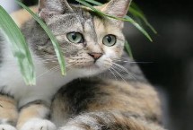 猫咪走路一只脚不敢着地怎么办，可能是关节受伤了或胡子被剪掉了