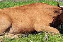 快速治疗牛瘫痪方法，一般可用中药煎汁灌服