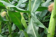 CD11玉米栽培技术要点，中早熟品种