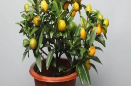 养殖盆栽橘子树的注意事项，适宜生长在光照充足的环境中