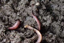 蚯蚓卵生的还是胎生的，1平方米可以放养种蚯1.5-2万条