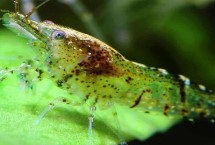 黑壳虾抱卵多久生小虾，可以投喂一些虾粮