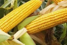 铁研26号玉米种子适种区域，出苗至成熟129天