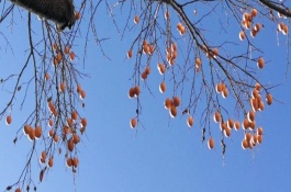 柿子树几月开花结果，同时具有雌花和雄花一棵树也可结果