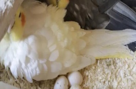 亚历山大鹦鹉不孵蛋的原因，要注意给它们增强营养