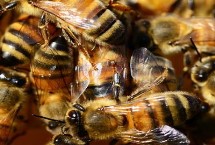 蜜蜂的信息素有哪些，蜂王、工蜂和雄峰信息素的作用都不同