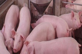 猪呼吸急促是什么病，不同病症使用不同药物