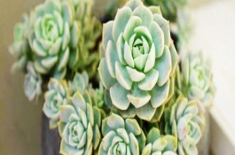 白牡丹多肉上什么肥料，尽量使用透气强的沙质土壤养殖