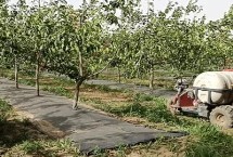 苦参碱农药注意事项，可有效防治松毛虫、杨树舟蛾、美国白蛾等