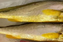 大黄花鱼和小黄花鱼的区别，外观、分布和口感均不同