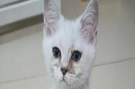 感染猫鼻支的原因，早期会出现打喷嚏、咳嗽、流清鼻涕