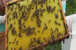 意蜂和中蜂能一起养吗，自然分蜂一箱意蜂一年只能繁殖成2-4箱