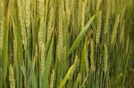 新春48号小麦栽培技术要点，生育期106d