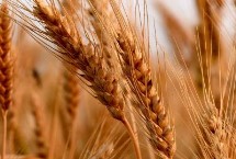 济麦117小麦栽培技术要点，中抗白粉病