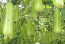 瓠瓜的种类，主蔓长至5个新节时整枝打叉