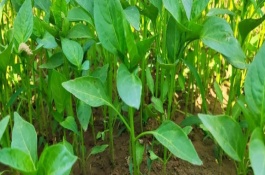 辣椒苗长枝叶上白色的虫怎么办，挖的穴尽量比植株苗表根部更深