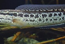 生活习性，与乌鳢同属不同种