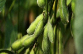 庆豆2号大豆栽培技术要点，经田间调查高抗黑斑病