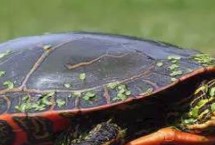 锦龟好不好养，适合新手饲养